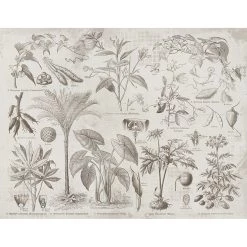 Staunton And Henry Vintage Botanical Wall Mural