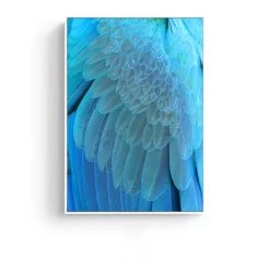 Staunton And Henry Feathers Photographic Wall Art With Frame Wall Decor