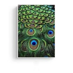 Staunton And Henry Feathers Photographic Wall Art With Frame Wall Decor