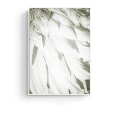 Staunton And Henry Feathers Photographic Wall Art With Frame Wall Decor