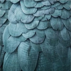 Staunton And Henry Feathers Photographic Wall Art With Frame Wall Decor