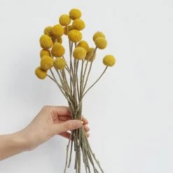 Staunton And Henry Yellow Dried Flowers - Bunch Of 12