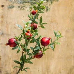 Staunton And Henry Artificial Pomegranate Fruit Plant