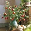 Staunton And Henry Artificial Pomegranate Fruit Plant