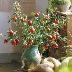 Staunton And Henry Artificial Pomegranate Fruit Plant