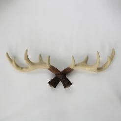 Staunton And Henry Wall Decor Antler Wall Hooks