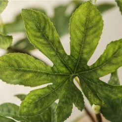 Staunton And Henry Artificial Star Anise Plant - Stems Of 2